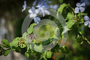LangÃ¢â¬â¢s Short-tailed Blue Leptotes pirithous